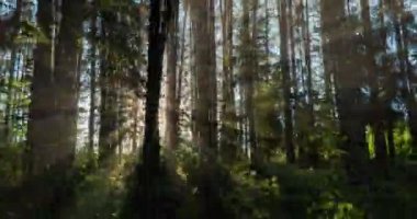 Yeşil Orman. Pine Trees Peri Ormanı. Ağaçlar. Ormanın içinde hareketlilik var. Yazın harika yeşil orman. Kamera sola doğru hareket ediyor, zaman aşımı 4K. Hiperlapse
