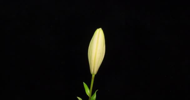 Beautiful white lily flower bud blooming timelapse, extreme close up. Time lapse of fresh Lilly opening closeup. Isolated on Black background. — Stock Video