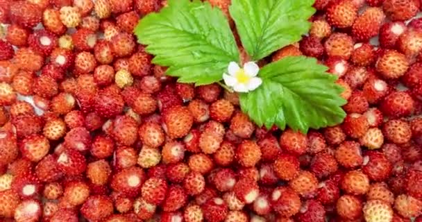 En hel del röda saftiga vilda jordgubbar med ett grönt blad och en blomma av vilda jordgubbar roterar. Närbild. Kom igen. Friska livsmedel. 4k — Stockvideo