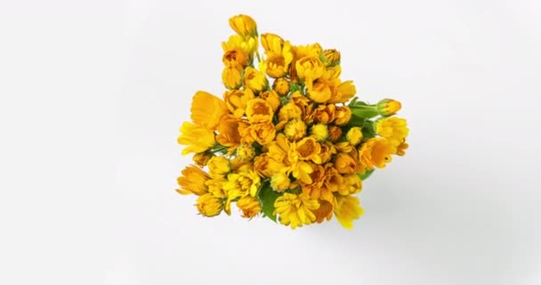 Timelapse van calendula bloemen bloeien op witte achtergrond. — Stockvideo