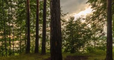 Yeşil Orman. Pine Trees Peri Ormanı. Ağaçlar. Ormanın içinde hareketlilik var. Yazın harika yeşil dağ ormanları