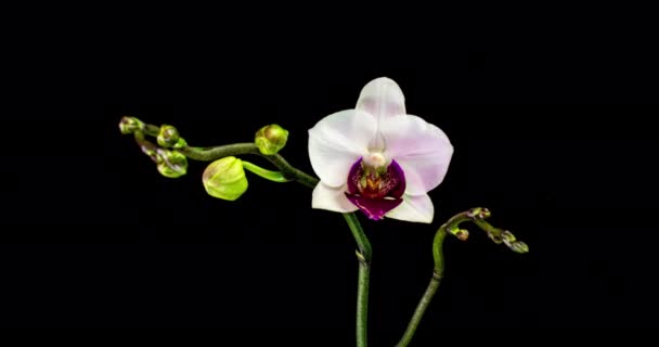 Time-lapse de apertura de tres flores de orquídea 4K sobre fondo negro — Vídeos de Stock