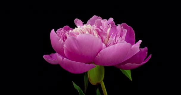 Timelapse de flor de peonía rosa floreciendo sobre fondo negro. Flor de peonía en flor abierta, de cerca. Fondo de la boda, Día de San Valentín. — Vídeos de Stock