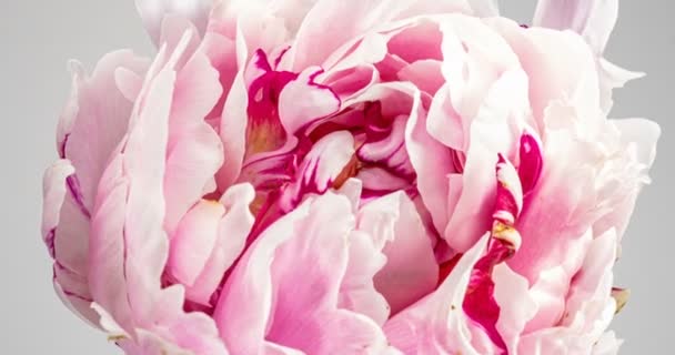 Frumos fundal bujor roz. Floare de bujor înflorită deschisă, pauză de timp, aproape. Fundal de nuntă, conceptul de Ziua Îndrăgostiților. 4K UHD video timelapse — Videoclip de stoc