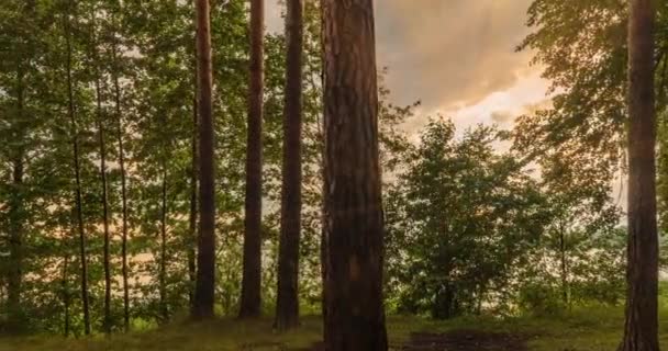 Grünwald. Kiefern. Märchenwald. Kamerabewegung im Wald. Wunderschöner grüner Wald im Sommer, Zeitraffer 4k. Hyperlapse.Die Sonnenstrahlen scheinen durch die Bäume. — Stockvideo