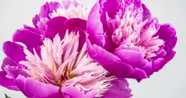 Bouquet timelapse de pivoines roses fleurissant sur un fond blanc. Pivoines fleuries fleurs ouvertes, gros plan. Fond de mariage, Saint Valentin. Vidéo 4K UHD. — Video