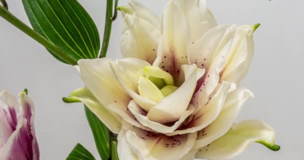 Gyönyörű fehér liliom virág bimbó virágzó timelapse, extrém közeli. A friss Lilly közelkép nyitásának ideje lejárt. Fehér alapon elszigetelve.