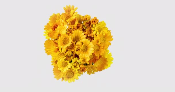 Timelapse di fiori di calendula che fioriscono su sfondo bianco. — Video Stock