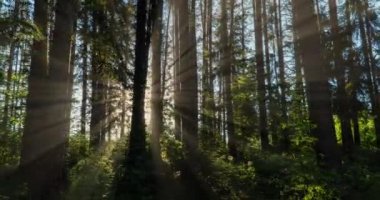Yeşil Orman. Pine Trees Peri Ormanı. Ağaçlar. Ormanın içinde hareketlilik var. Yazın harika yeşil orman. Kamera sola doğru hareket ediyor, zaman aşımı 4K. Hiperlapse