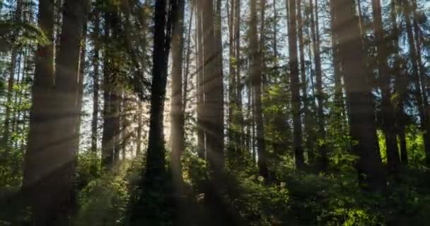 녹색 숲. 소나무 요정 숲. 나무의 패턴. 숲 속에서 카메라움직임. 여름의 아름다운 녹색 숲. 왼쪽으로 카메라 이동 시간 4k. 과도 한 저하 — 비디오