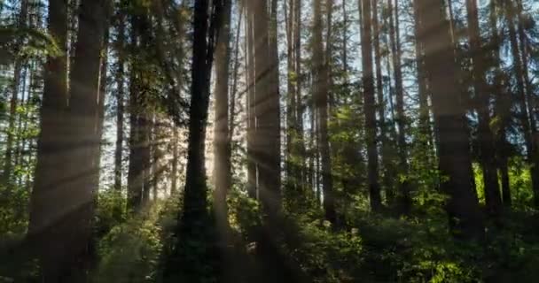 Green Forest. Forêt de fées des pins. Motif des arbres. Mouvement de la caméra dans la forêt. Magnifique forêt verte en été. Mouvement de la caméra vers la gauche, laps de temps 4k. Hyperlapsus