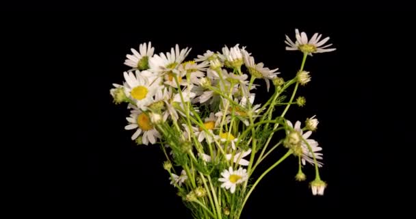 Тімелапс білих ромашок, що цвітуть на чорному тлі. з альфа-каналом. 4-кілометровий — стокове відео