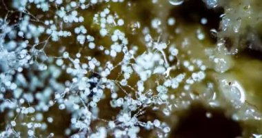 Küflenmiş Zygomycota büyüme süresi ekmek, süper makro çekim, hayatın başlangıcı konsepti, bilimsel ve eğitim içeriği 4k