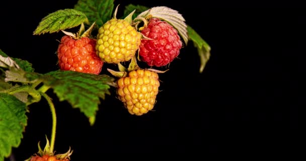 Frambuesas maduran sobre fondo negro, de cerca. 4K. Concepto de fruta fresca, vitaminas y bayas naturales — Vídeo de stock