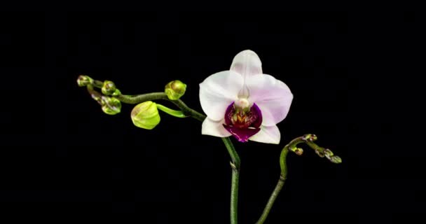 Time-lapse de apertura de tres flores de orquídea 4K sobre fondo negro — Vídeo de stock