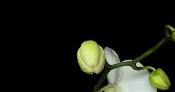 검은 배경에 난초 꽃이 핀 것은 시간의 경과이다. 결혼 배경, 발렌티나의 날. 4K 비디오 — 비디오