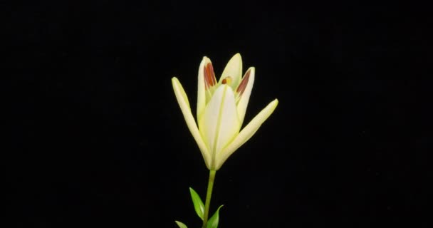 Güzel beyaz nilüfer çiçeği tomurcuğu çiçek açan zaman dilimi, aşırı yakın çekim. Taze Lilly 'nin açılış sahnesinin zaman aşımı. Siyah arka planda izole edilmiş. alfa kanalı — Stok video