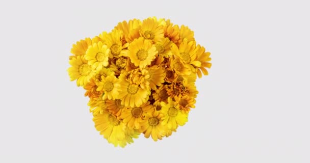 Timelapse de fleurs de calendula fleurissant sur fond blanc. — Video