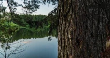 Yeşil Orman. Çam Ağacı. Ormanın içinde hareketlilik var. Yazın gölün üzerindeki muhteşem yeşil orman. Kamera sağa doğru hareket ediyor, zaman aşımı 4K. Hiperlapse.