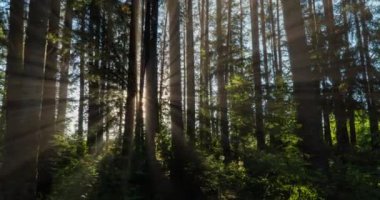 Yeşil Orman. Pine Trees Peri Ormanı. Ağaçlar. Ormanın içinde hareketlilik var. Yazın harika yeşil orman. Gölün üzerinde gün batımı. Kamera sağa doğru hareket ediyor, zaman aşımı 4K. Hiperlapse