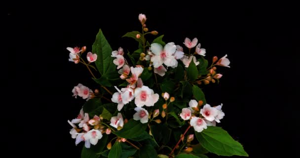 Time lapse de fleurs de jasmin rose sur fond noir, belles fleurs de jasmin rose insolite 4k — Video