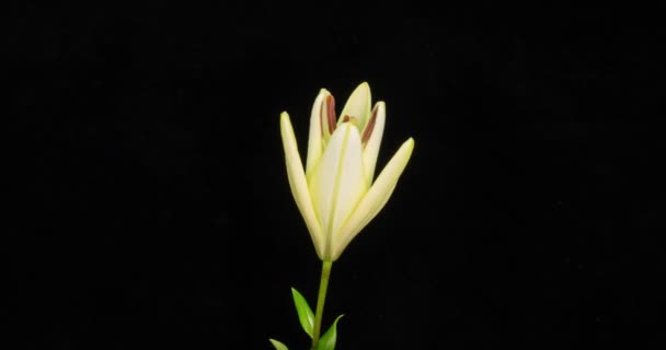 Hermoso capullo de flor de lirio blanco que florece timelapse, extrema de cerca. Time lapse of fresh Lilly opening closeup. Aislado sobre fondo negro. canal alfa — Vídeos de Stock