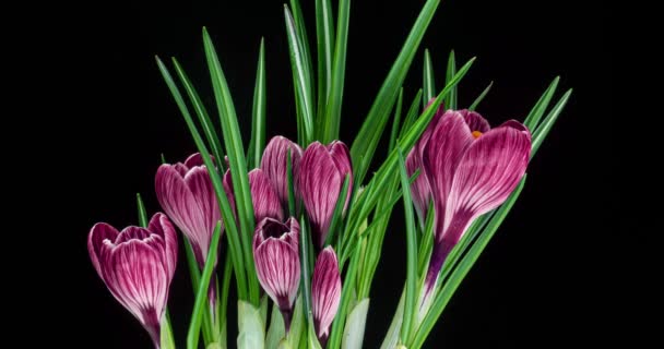 いくつかのピンク色のクロッカスの花のタイムラプスが成長し、開花し、黒い背景で退色する。 — ストック動画