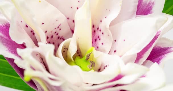 Hermoso capullo de flor de lirio blanco que florece timelapse, extrema de cerca. Time lapse of fresh Lilly opening closeup. Aislado sobre fondo blanco. — Vídeo de stock