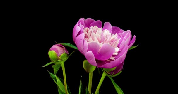 淡淡的粉红色牡丹花束在黑色的背景上绽放。开放盛开的牡丹花朵，特写。婚礼背景，情人节。4K UHD视频. — 图库视频影像