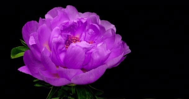 Beautiful purple Peony background. Blooming peony flower open, time lapse, close-up. Wedding backdrop, Valentines Day concept. 4K UHD video timelapse — Stock Video