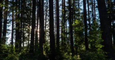 Yeşil Orman. Pine Trees Peri Ormanı. Ağaçlar. Ormanın içinde hareketlilik var. Yazın harika yeşil orman. Gölün üzerinde gün batımı. Kamera sağa doğru hareket ediyor, zaman aşımı 4K. Hiperlapse