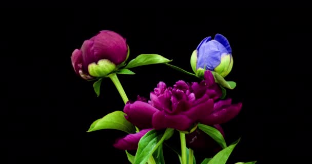 Lapso de tempo de um bando de peônias bordô e azul florescendo em um fundo preto. Flores de peônias florescentes abertas, close-up. Fundo do casamento, Dia dos Namorados. 4K UHD de vídeo. — Vídeo de Stock