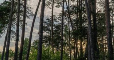 Yeşil Orman. Pine Trees Peri Ormanı. Ağaçlar. Ormanın içinde hareketlilik var. Yazın harika yeşil orman. Gölün üzerinde gün batımı. Kamera sağa doğru hareket ediyor, zaman aşımı 4K. Hiperlapse