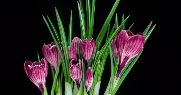 Timelapse of several pink crocus flowers grow, blooming and fading on black background — стоковое видео