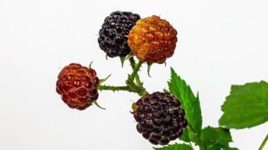 Siyah ahududular beyaz arka planda olgunlaşır, zaman aşımına uğrar. Taze meyve, vitamin ve doğal dut kavramı