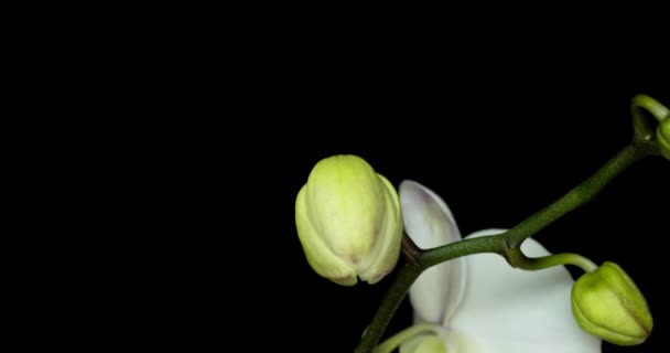 Time-lapse of opening orchid flowers on black background (en inglés). Fondo de la boda, día de San Valentín. Vídeo 4K — Vídeo de stock