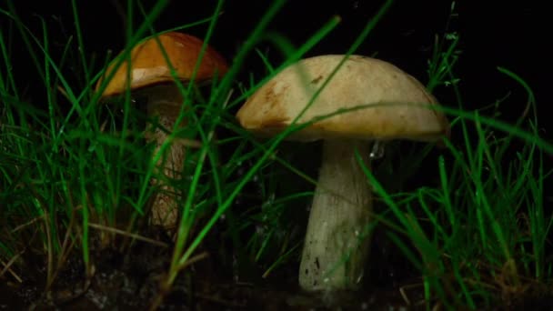 Zbliżenie porcini grzyby w lesie w deszczu, powoli mo — Wideo stockowe