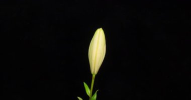 Güzel beyaz nilüfer çiçeği tomurcuğu çiçek açan zaman dilimi, aşırı yakın çekim. Taze Lilly 'nin açılış sahnesinin zaman aşımı. Siyah arkaplanda izole.