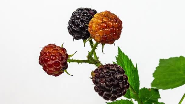 黒いラズベリーは白い背景で熟し、時間が経つにつれて終わります。新鮮な果物、ビタミン、天然果実の概念 — ストック動画