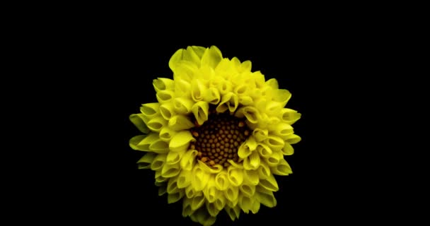 Time-lapse της καλλιέργειας και το άνοιγμα πορτοκαλί ντάλια, λουλούδι georgine απομονώνονται σε μαύρο φόντο — Αρχείο Βίντεο