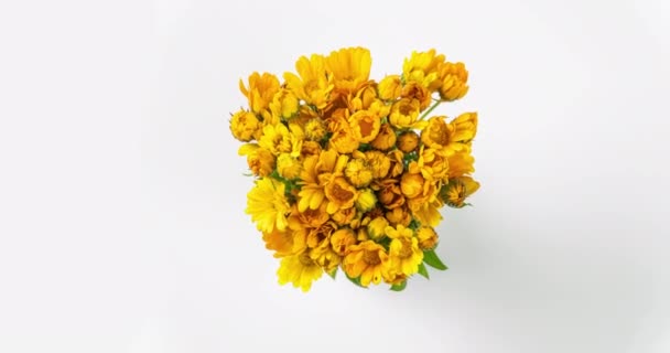 Timelapse de fleurs de calendula fleurissant sur fond blanc. — Video