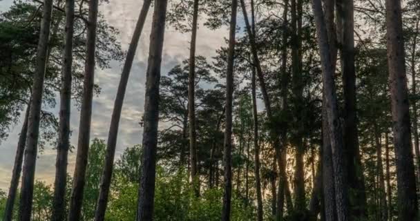 Zielony Las. Drzewa sosny Fairy Forest. Wzór drzew. Ruch kamery w lesie. Wspaniały zielony las w lecie. Zachód słońca nad jeziorem. Ruch kamery w prawo, upływ czasu 4k. Nadciśnienie tętnicze — Wideo stockowe