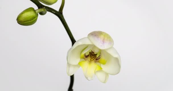 A fehér hátterű orchideavirág nyitásának ideje lejárt. Esküvői háttér, Valentin nap. 4K videó — Stock videók
