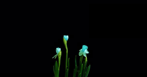 Caducidad de crecimiento y floración de narcisos azules sobre fondo negro, vídeo 4k. Hermosas flores inusuales. — Vídeos de Stock