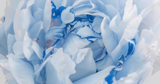 Gyönyörű kék bazsarózsa háttér. Virágzó bazsarózsa virág nyitva, időeltolódás, közelkép. Esküvői háttér, Valentin-napi koncepció. 4K UHD videó időeltolódás — Stock videók