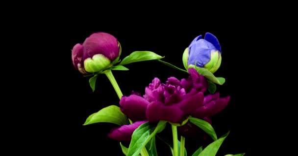 黒を背景にブルゴーニュやブルーの牡丹が咲き乱れています。牡丹の花を開いて閉じて咲きます。結婚式の背景、バレンタインデー。4K UHDビデオ. — ストック動画