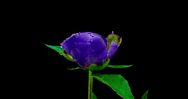 Piękne niebieskie tło Peony. Kwitnący kwiat piwonii otwarty, upływ czasu, zbliżenie. Ślubne tło, koncepcja Walentynek. Wideo 4K UHD timelapse — Wideo stockowe