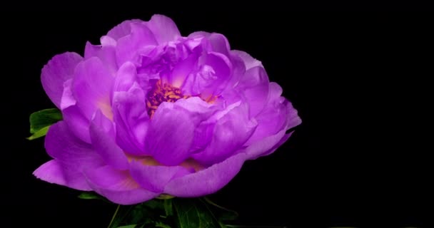 Piękne fioletowe tło Peony. Kwitnący kwiat piwonii otwarty, upływ czasu, zbliżenie. Ślubne tło, koncepcja Walentynek. Wideo 4K UHD timelapse — Wideo stockowe