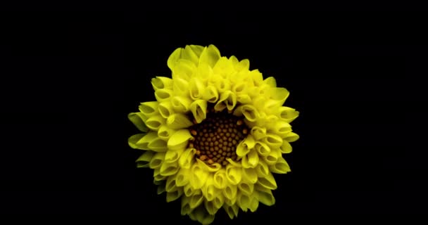 Time-lapse της καλλιέργειας και το άνοιγμα πορτοκαλί ντάλια, λουλούδι georgine απομονώνονται σε μαύρο φόντο — Αρχείο Βίντεο