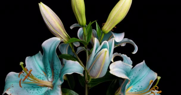 Замедленная съемка разворачивающегося синего цветка лилии, выделенного на черном фоне — стоковое видео